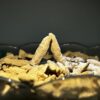 Masala Sunth (Dry Ginger)
