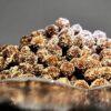 Draksha Dana (Raisin Churan)